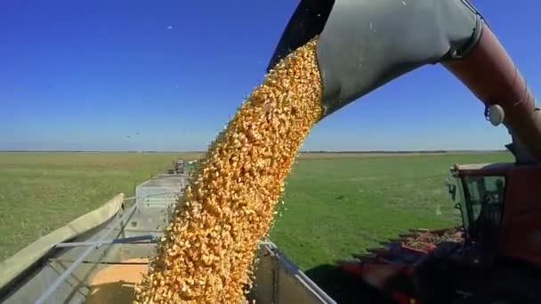 Combine Harvester Descarregando Milho Funil Grãos Fechar Tiros Grão Milho — Vídeo de Stock