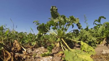 Topraktaki olgun şeker pancarı kökü hasat için hazır. Mavi Gök 'e Karşı Yeşil Yapraklı Büyük Şeker Pancarı Düşük Açı Çekimi.