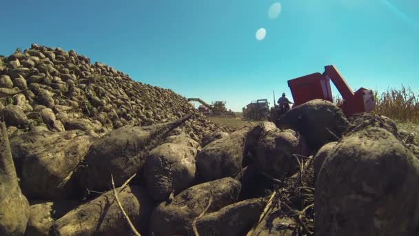 Güneşli Bir Günde Şeker Pancarı Hasadı Combine Harvester Crane Taşıyıcısı — Stok video