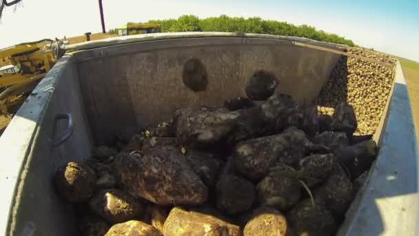 Het Laden Van Sugar Beet Root Truck Trailer Landbouwmechanisatie Suikerbieten — Stockvideo