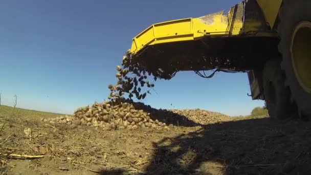 Sugar Beet Harvester Lost Vers Geoogste Wortels Van Suikerbiet Kraanwagen — Stockvideo