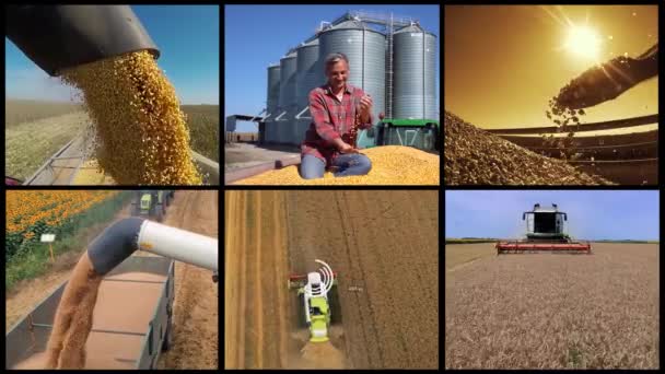 Cereal Grain Harvesting Season Conceptual Multi Screen Video Happy Farmer — Wideo stockowe