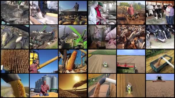 Produzione Agricola Rendimento Produttività Offerte Lavoro Agricole Agricole Agricoltori Vari — Video Stock