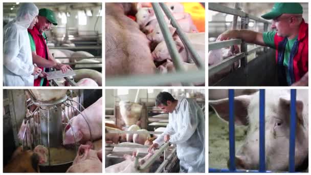 豚農業アニメーションマルチスクリーンビデオ 養豚業に従事 養豚場で豚を調べる獣医師 動物の健康と福祉 豚農業経営 ピグレットのクソ — ストック動画