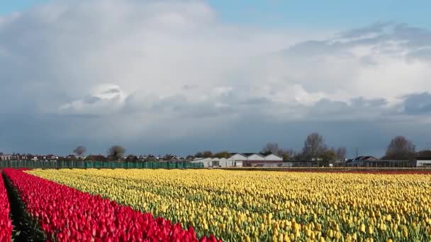 Majestic Tulip Farm Holanda Cielo Azul Con Nubes Blancas Sobre — Vídeo de stock