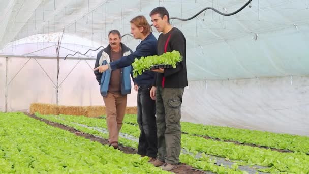 Family Growing Organic Vegetables Orto Serra Tre Contadini Piedi Parlare — Video Stock