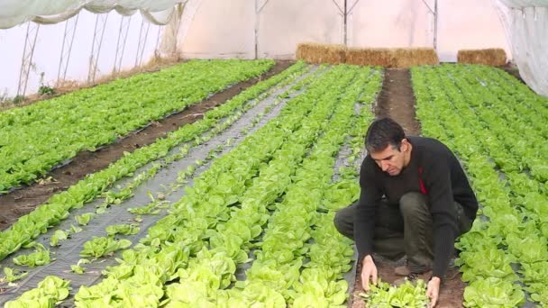 하우스에 양상추 Lettuce Plants 조사하는 중년의 정원에 농부의 온실의 터널에서 — 비디오