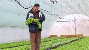 Kıdemli çiftçi, bir seraya ekmek için marul tohumları hazırlıyor. Organik Sebze Üretimi. Elinde bir tepsi tohumla kıdemli çiftçinin portresi. Sebze Bahçesinde Duran Adam.