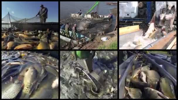 Acquacoltura Acquicoltura Raccolta Raccolta Stagni Pesci Lavoro Squadra Dei Pescatori — Video Stock