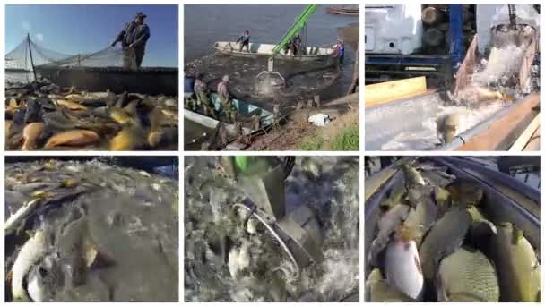 可持续鱼类养殖和捕捞 水产养殖 鱼塘收获 渔民在商业淡水鱼养殖场的团队精神 商业捕捞 — 图库视频影像