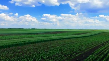 İnsansız hava aracı, tarım arazisindeki yeşil ekinlerin üzerine yükseliyor. İnsansız hava aracı bakış açısı. Güneşli bir günde mavi gökyüzünde yeşil tarlaların ve beyaz bulutların havadan görünüşü.