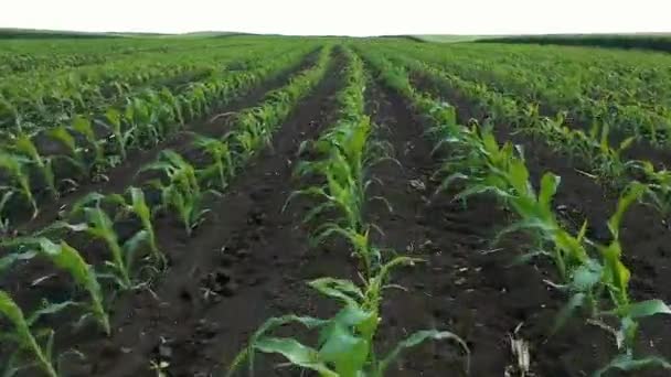Flying Young Corn Crops Springtime Drone Point View Inglés Filas — Vídeos de Stock