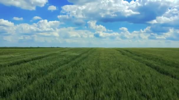 Panning Shot Green Agricultural Crops Την Άνοιξη Drone Point View — Αρχείο Βίντεο