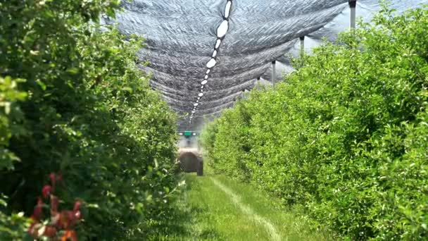 Ciągnik Rozpyla Pestycydy Środki Grzybobójcze Jabłonie Sadzie Farmer Prowadzenie Ciągnika — Wideo stockowe