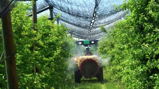 拖拉机在苹果树上喷洒杀虫剂和杀菌剂 农民驾驶拖拉机通过苹果果园 苹果树在春天喷出 苹果种植园上的冰雹保护网 — 图库视频影像