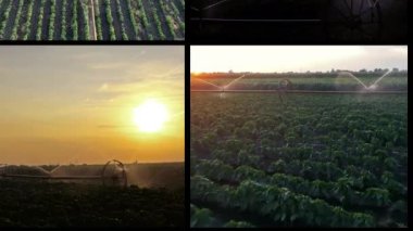 Çiftlik Sulama Sistemleri - Animasyon Çoklu Ekran Video Montajı. Tarım Tarlalarının Üzerinde Güzel Günbatımı. Gün batımında tarım arazisindeki mahsullerin sulanması.