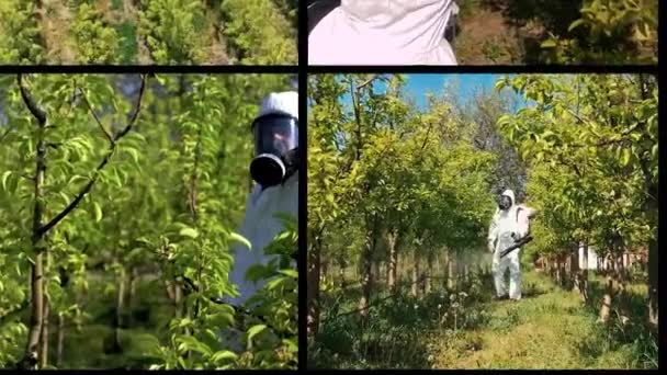 春天里 农民们在带防毒面具的走廊里喷洒果树 多屏风视频蒙太奇 用雾化喷雾器喷洒果园的个人防护设备中的果农 — 图库视频影像