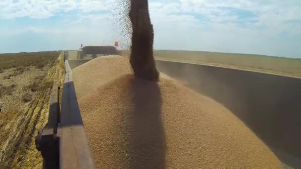 食料不足が懸念される ウクライナ侵攻は全世界の小麦供給を脅かす 世界的な小麦価格の上昇 フィールドでの収穫作業を組み合わせる トラクタートレーラーに小麦を注ぐ組み合わせの穀物オーガー — ストック動画