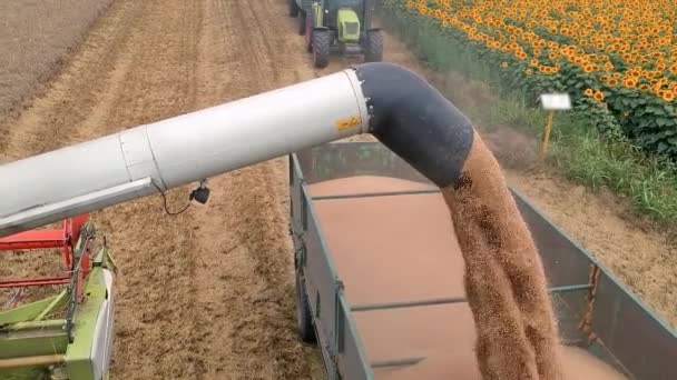 小麦価格は過去最高を記録しました ウクライナ侵攻は全世界の小麦供給を脅かす 穀物収穫の視点から見たドローン 小麦または大麦をトラクタートレーラーに入れる収穫機の穀物オーガー — ストック動画