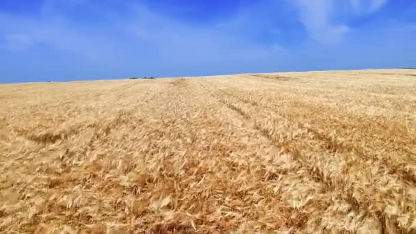 青い空に対する熟した大麦フィールド ビューのドローンポイント 熟した大麦畑を飛び越える — ストック動画