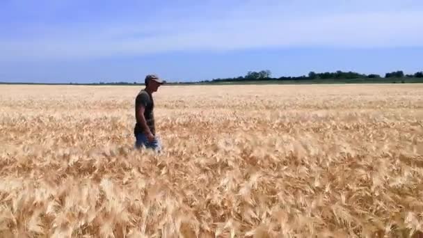Farmer Walking Barley Field Rastreamento Tiro Voando Baixo Sobre Campo — Vídeo de Stock