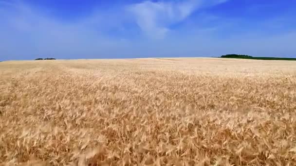 熟した大麦畑を飛び越える 青い空に対する熟した大麦フィールド ビューのドローンポイント — ストック動画