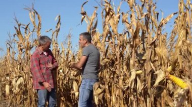 Cornfield 'da selfie çeken iki çiftçi. Çiftçiler olgunlaşmış mısırın kalitesi ve kendilerini akıllı telefon kamerasıyla fotoğraflamaktan bahsediyorlar. Hasat Zamanı.