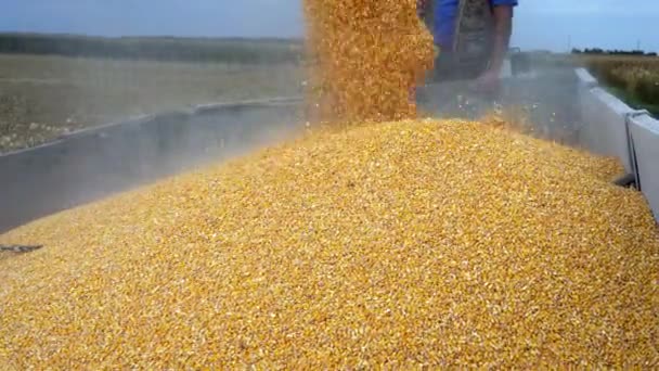 将收获的谷物卸入拖拉机拖架 玉米谷物从联合奥格下降为谷物车 收获时间 联合收割机收获玉米 — 图库视频影像