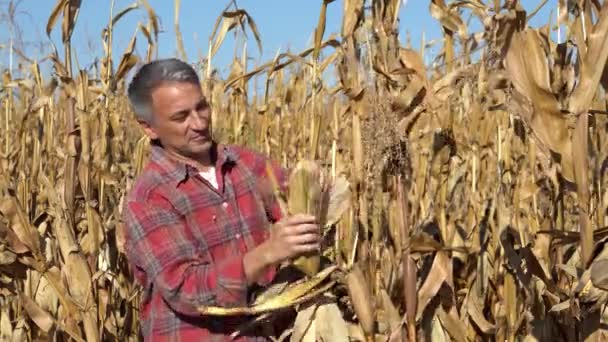 农民们检查玉米的成熟度并放弃块头 快乐的农民站在玉米地里 展示着成熟的玉米芯 看着相机 收获时间 — 图库视频影像