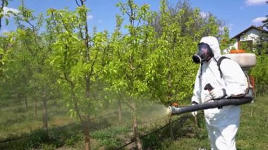 Çiftçinin Koruyucu Ekipman Meyve Bahçesinde Sırt Çantası Atomizer Spreyle Yavaş Çekim Videosu. Bahar mevsiminde meyve yetiştirici Armut Ağaçlarını Kimyasallarla Spreyliyor.