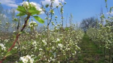 Çiçekli armut ağaçlarıyla meyve bahçesinde ağır çekimde yürümek. Meyve bahçesinde çiçek açan armut ağaçları beyaz bulutlu mavi gökyüzüne karşı. Çiçek Bahçesinde Bahar Sahnesi.