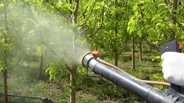 Αγρότης Χρησιμοποιώντας Motorized Backpack Mist Φυσητήρα Για Φρούτα Δέντρα Ψεκασμού — Αρχείο Βίντεο