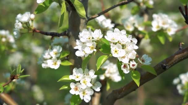 Honigbiene Bestäubt Weiße Blüten Eines Birnbaums Slow Motion Video Honigbiene — Stockvideo