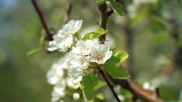 Zeitlupe Video Von Honigbiene Bestäubt Blühenden Obstgarten Bienen Tragen Den — Stockvideo