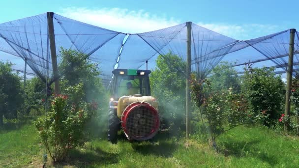 Traktorové Postřikovací Stromy Apple Orchard Pokryté Proti Krupobití Síťoviny Pomalý — Stock video