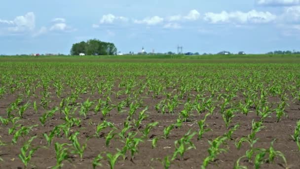肥沃な土壌の風に若いトウモロコシの植物とトウモロコシ畑 スローモーション 緑のトウモロコシ畑の青い空に白いふわふわの雲 美しい春の背景 — ストック動画