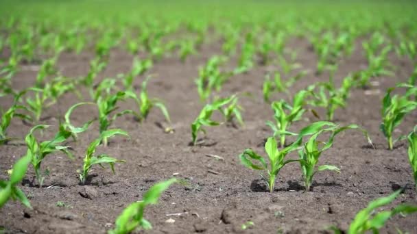 Young Corn Rostliny Kymácející Větru Úrodné Půdě Pomalý Pohyb Slunce — Stock video
