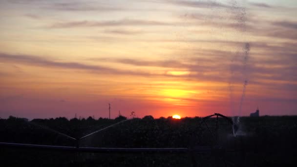 日落时耕地上的灌溉系统浇灌植物 农田上的灌溉系统在庄稼上喷水 美丽的日落笼罩着农田 — 图库视频影像