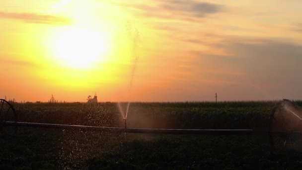 Sistema Irrigação Pulverização Água Sobre Campo Pimenta Pôr Sol Campo — Vídeo de Stock