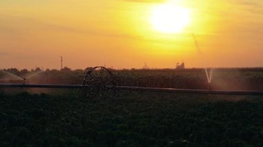 Gün batımında tarlada yetişen mahsulün üzerine su fışkırtan sulama sistemi. Tarım Alanının Üzerinde Güzel Gün Batımı. Sulamalı Tarım Alanı Batan güneşle Turuncu Gökyüzüne Karşı.