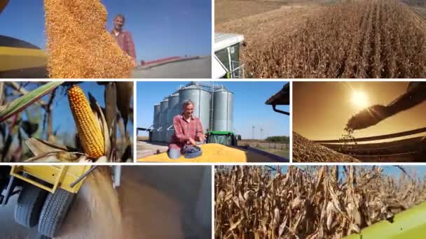 Corn Production Storage Export Combine Harvester Unloading Grain Tractor Trailer — Stock Video