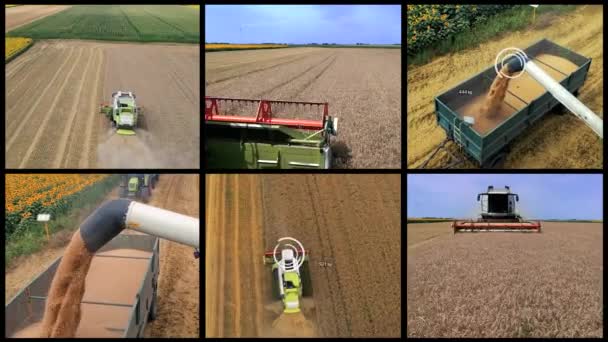 Глобальное Производство Пшеницы Торговля Транспортировка Комбайн Разгружает Грейн Прицеп Глобальная — стоковое видео