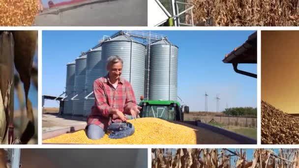 Corn Production Storage Export Zoom Out Shot Combine Harvester Unloading — Stock Video