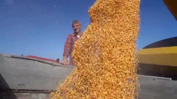 Agricultor Pie Remolque Grano Supervisión Descarga Grano Maíz Cámara Lenta — Vídeo de stock