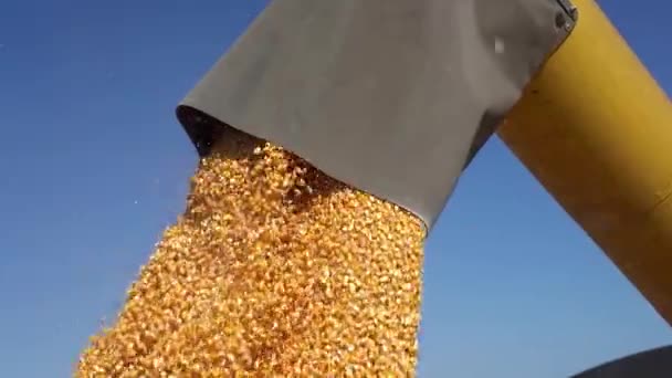 スローモーションでトウモロコシ穀物を注ぐハーベスターを組み合わせるの穀物オーガー 収穫の時間だ 収穫トウモロコシの収穫を組み合わせる とうもろこしの収量 — ストック動画