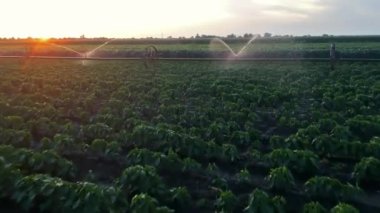 Tarım Sulama Sistemi Sunset 'teki mahsulleri suluyor. İnsansız hava aracı bakış açısı. Drone 'lar tarladaki sulamalı ekinlerin üzerinde uçuyor. Tekerlekli fıskiye verimli tarım arazilerindeki mahsullerin sulanması.