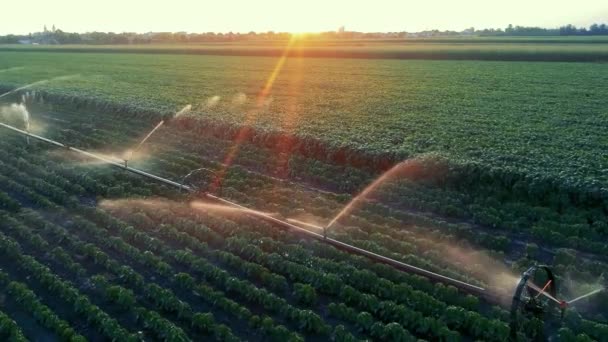 Drohne Fliegt Bei Sonnenuntergang Über Bewässerten Pflanzen Auf Einem Feld — Stockvideo