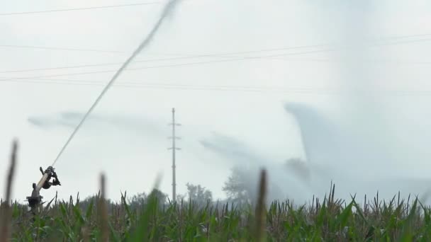 Орошение Кукурузы Дождевого Оружия Высокая Температура Высокий Спрос Испарение Летний — стоковое видео