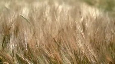 Rüzgarda sallanan Arpa Kulakları. Hasattan önce arpa tarlası. Olgun Arpa Tarlasına Yakın.