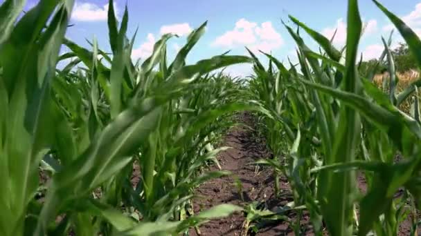 Вирощування Кукурудзи Рядки Зеленої Кукурудзи Полі Молоді Кукурудзяні Рослини Вітрі — стокове відео